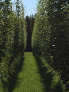 Image of fully grown groves of hops. Hops can help with insomnia and hot flashes for women.