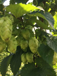 Image of growing hops under shade of leaves. Hops oils offere health and medicianl benefits and may be purchased in powder or liquid form.