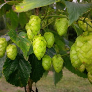 Image of Hops ripening for harvest. Hops hjave significant health benefits. They can reduce insomnia, and some cardio benefit as well.