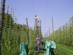 Image of harvesting the brew hops. They can easily exceed 20 feet in a growing season of 120 days. The page for hops farming explains the process of hops agriculture, as well as the brewing hops that are grown at Bloomfield Hops Farm. We also use our hops to provide medicinal benefits for those into wholistic medicine.