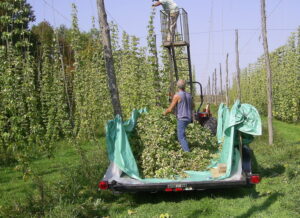 Image of person on back of truck as hops are harvested. Hops come in numerous varieties to flavour your home brew. The hops are harvested around 120 days and then put in a kiln to be dried and reduce the moisture content to between 8-12%.
