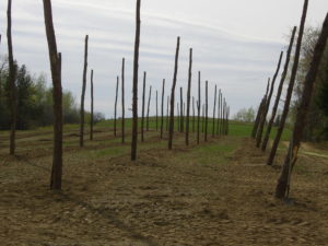 Image of poles in lines where the hops plants will grow. Hops farming is best in the northern hemisphere between 35 and 55 degrees north for lattitude. Hops like wet springs followed by warm, sunny days to grow best. The wind, soil, rainfall and other conditions affect the final quality of the various hops and their oil and acid contents.
