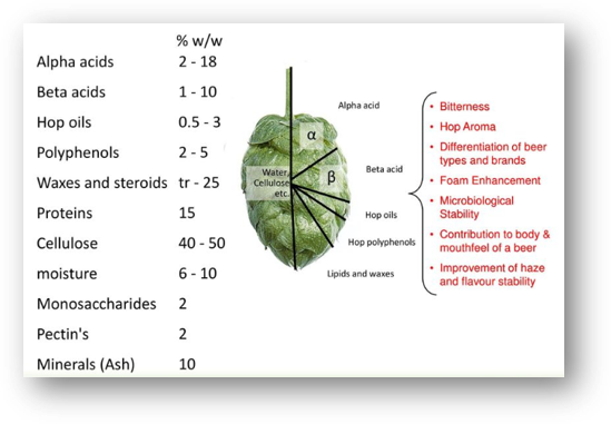 Image of a hop come displaying the percentages of its component parts. Oils are 0.5-3%, acids are ~2-30%. Moisture, cellulose, polyphenals and several others make the cone.