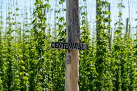 Image of hops plants with a sign noting they are Centennial hops. Centennial are the most popular brewing hop for craft beer. This is also part of a single hop recipe.