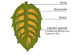 Image of a cross-section of a hop. The Lupulim glands are in the middle. These glamds store all of the essential oils and acids that are crucial for their health benefits. An important tip for home brewing is to realize the interaction of the oils and acids at different tem[eratures are ky to the aromas and flavours for your craft beer recipe.